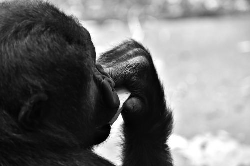 gorilla feeding hungry