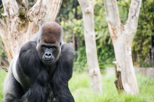 gorilla london zoo primate