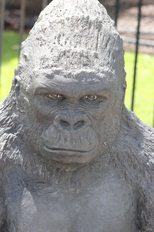 gorilla ape animal