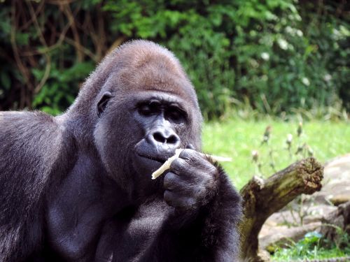 gorilla males ape