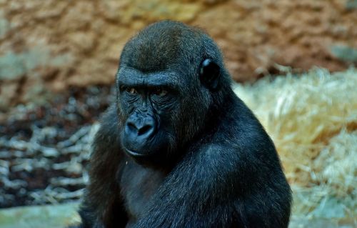 gorilla view skeptical