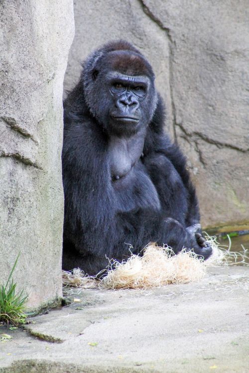 gorilla are you