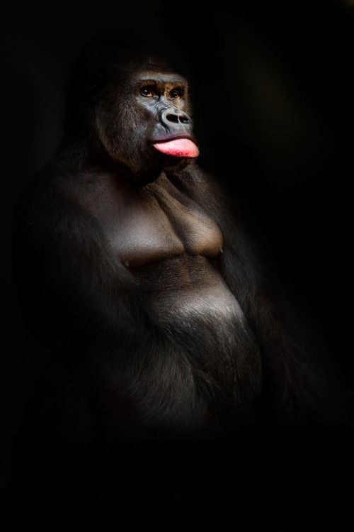 gorilla monkey primate