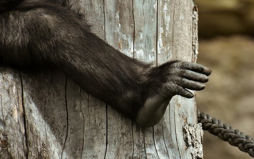 gorilla  monkey  foot