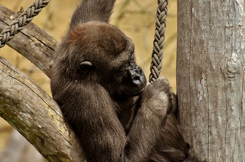 gorilla  monkey  animal