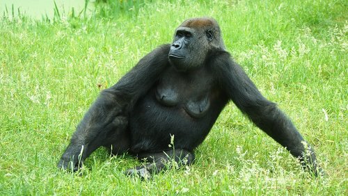 gorilla  zoo  nature