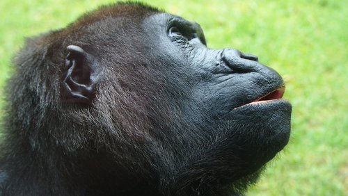 gorilla  face  zoo