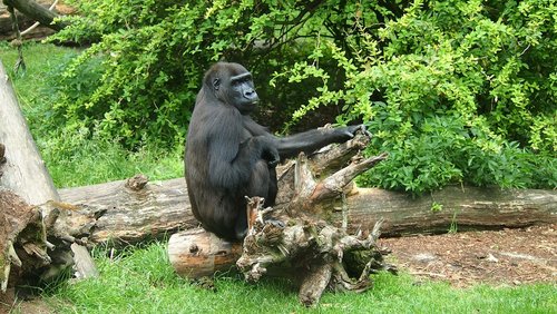 gorilla  face  zoo