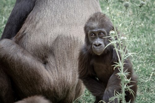 gorilla  ape  gorilla mother