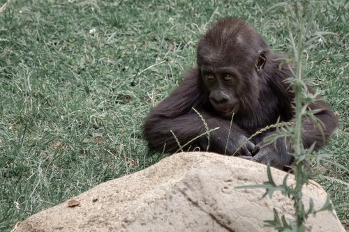 gorilla  ape  gorilla mother