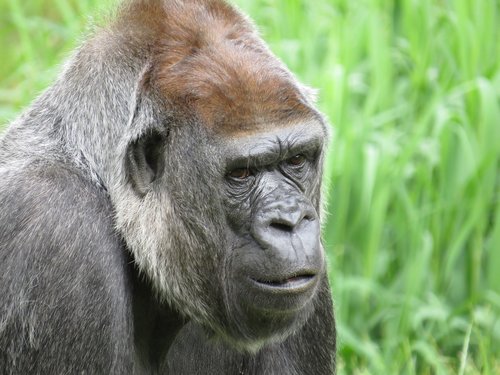 gorilla  animal  monkey