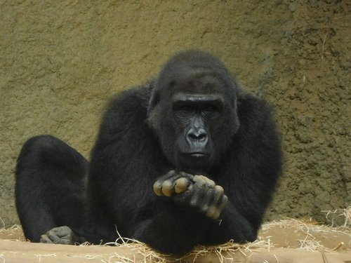 gorilla  zoo  monkey