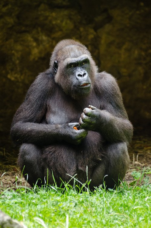 gorilla  sitting  thoughtful