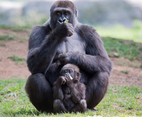 gorilla  mother  child
