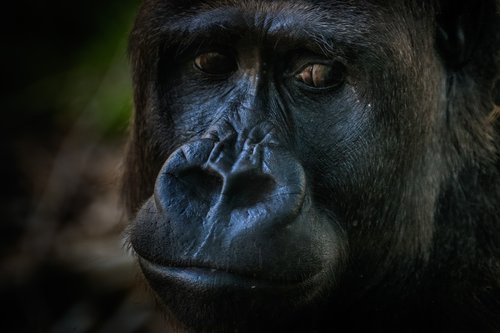 gorilla  monkey  zoo