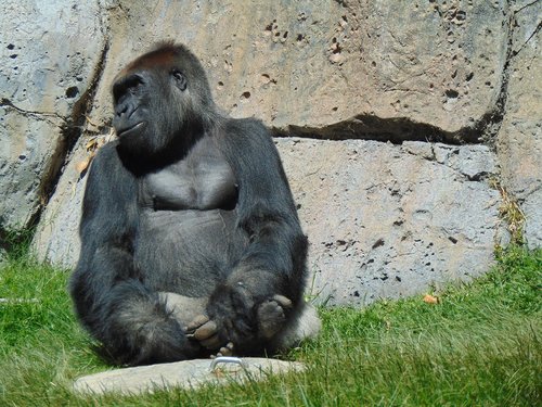 gorilla  zoo  ape