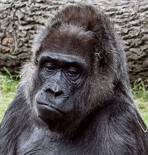 gorilla  mammal  animal