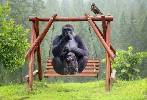gorilla  leisure  swing