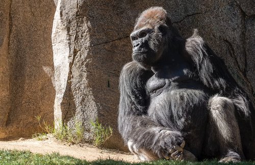 gorilla  san diego zoo  wildlife