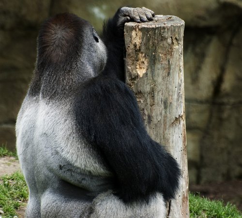 gorilla  animal world  monkey