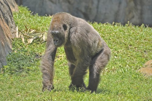 gorilla  mammal  animal
