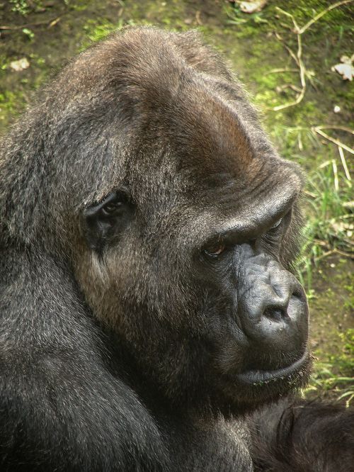 gorilla primates ape