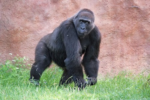 gorilla  lowland  primate