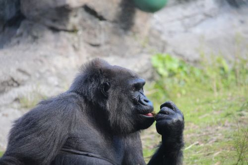 gorilla zoo animal