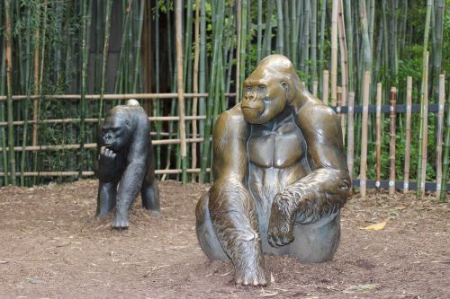 gorilla zoo nature