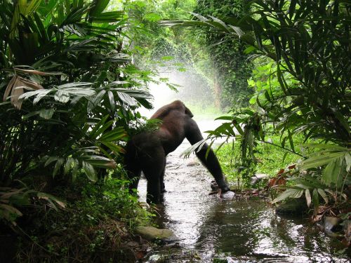 gorilla jungle mist