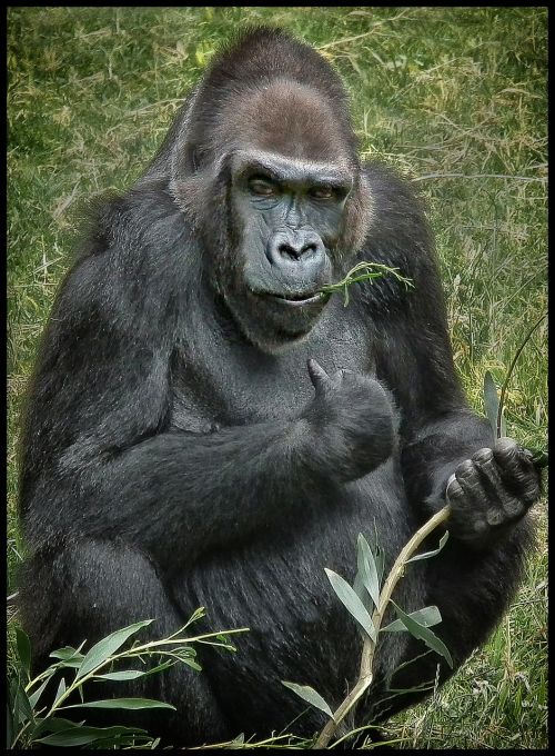 gorilla animal mammal
