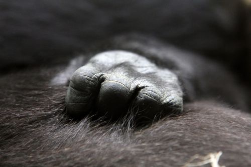 gorilla baby hand