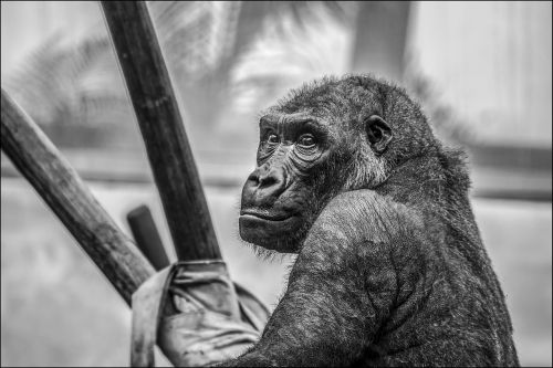 gorilla zoo monkey