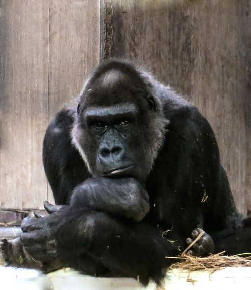gorilla monkey ape