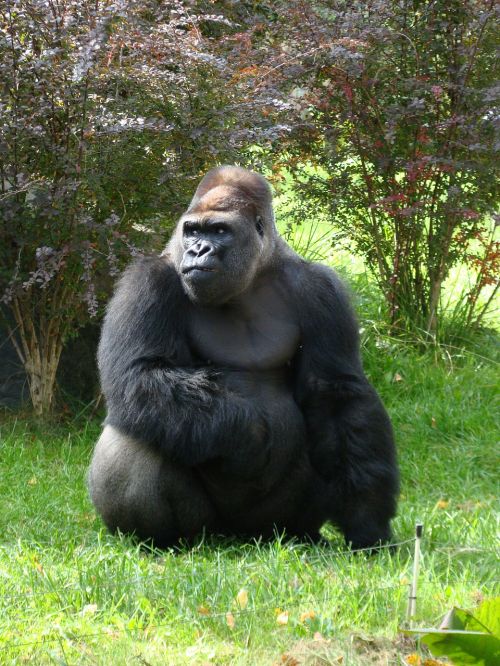 gorilla zoo animal