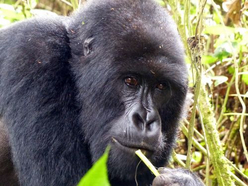 gorilla primate east africa
