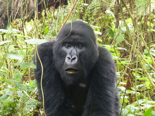 gorilla primate east africa