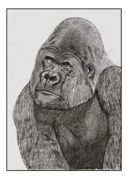 gorilla animal drawing