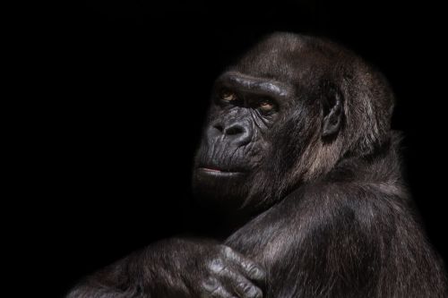 gorilla silverback monkey