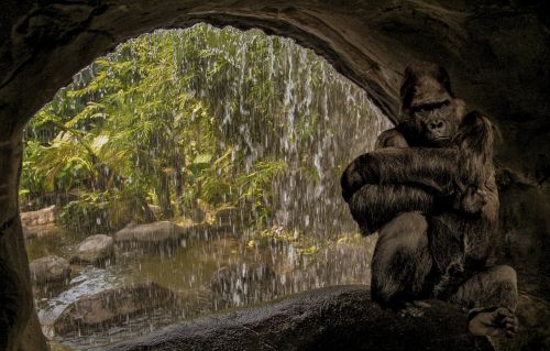 monkey gorilla cave