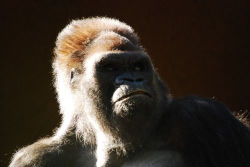 gorilla monkey animal