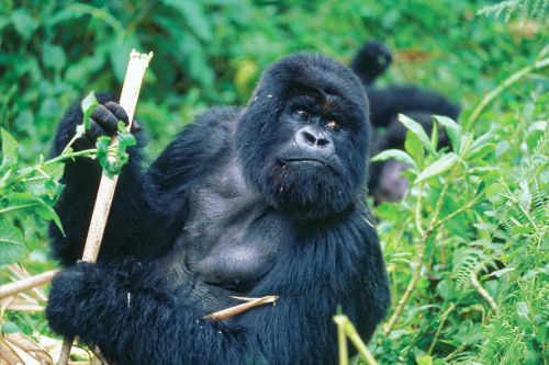 gorilla bamboo monkey