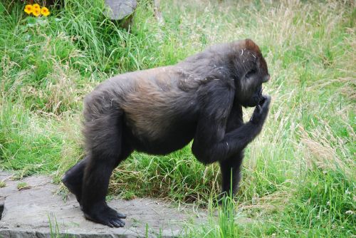 gorilla nature animal