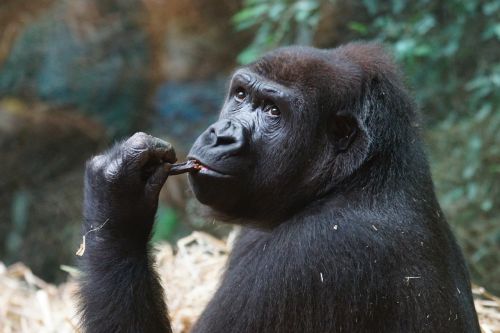 gorilla ape mammal
