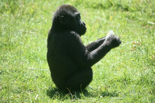 gorilla baby gorilla ape