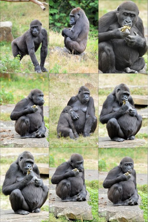 Gorilla Collage 2