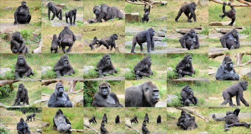 Gorilla Collage