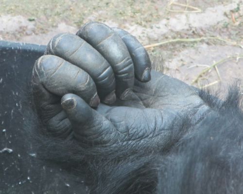 Gorilla Hand