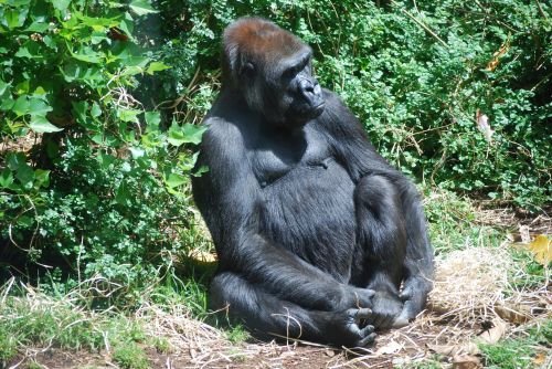 Gorilla