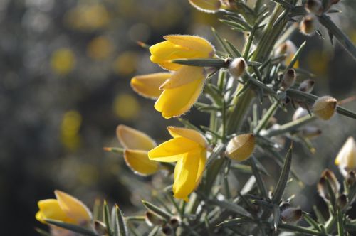 gorse yellow green